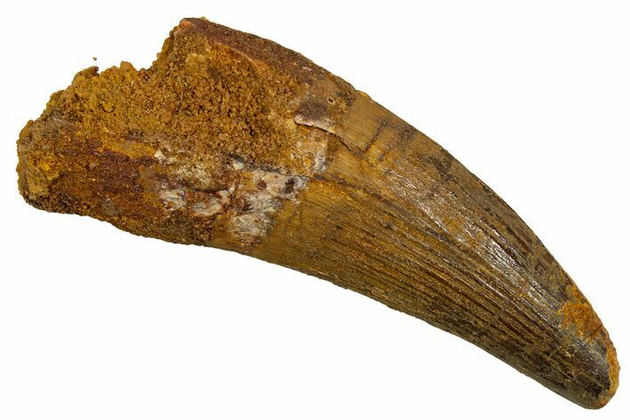 Real Spinosaurus Tooth - Robust Dinosaur Tooth #328044